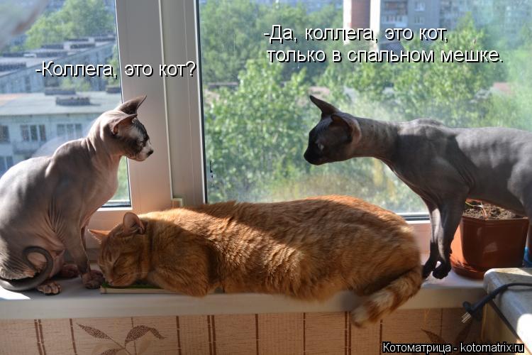 -Коллега, это кот? -Да, коллега, это кот, только в спальном мешке.... Котоматрица: -Коллега, это кот? -Да, коллега, это кот, только в спальном мешке.
