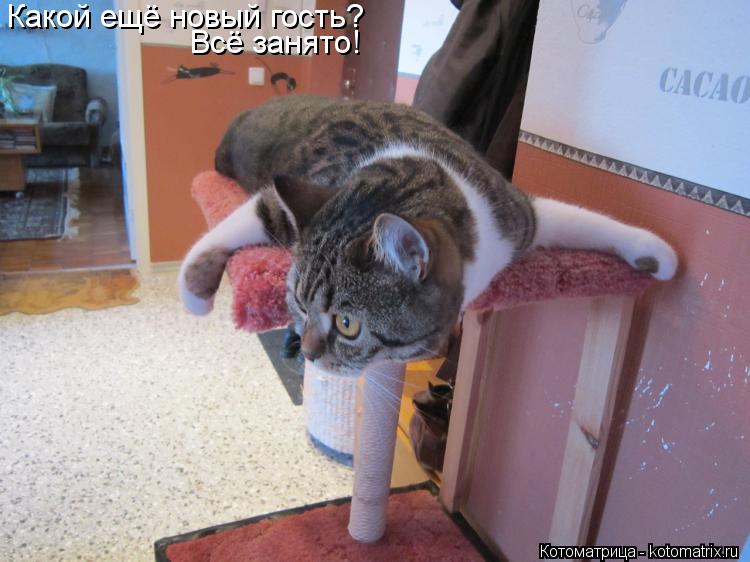 Какой ещё новый гость? Всё занято!... Котоматрица: Какой ещё новый гость? Всё занято!