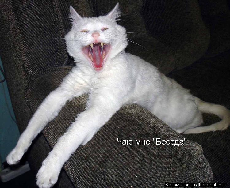 Чаю мне "Беседа"... Котоматрица: Чаю мне "Беседа"