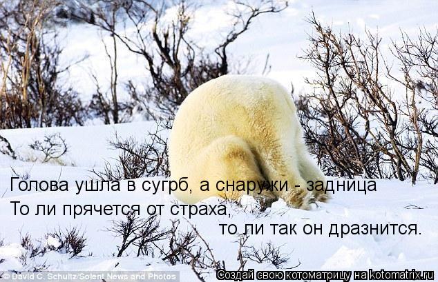 Голова ушла в сугрб, а снаружи - задница То ли прячется от страха, то ли так он дразнится.... Котоматрица: Голова ушла в сугрб, а снаружи - задница То ли прячется от страха, то ли так он дразнится.