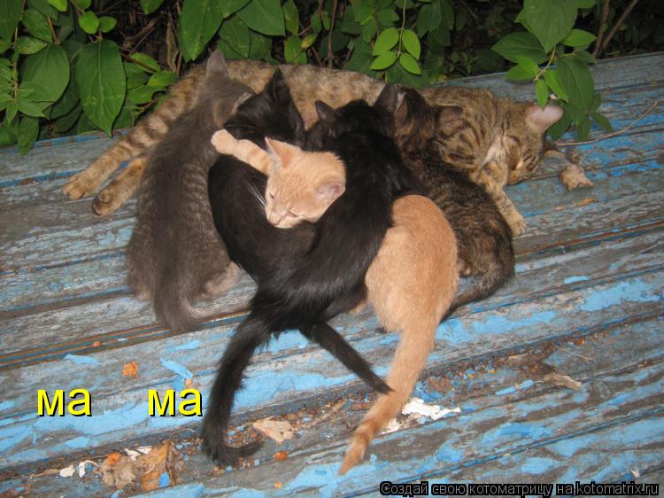 ма ма... Котоматрица: ма ма