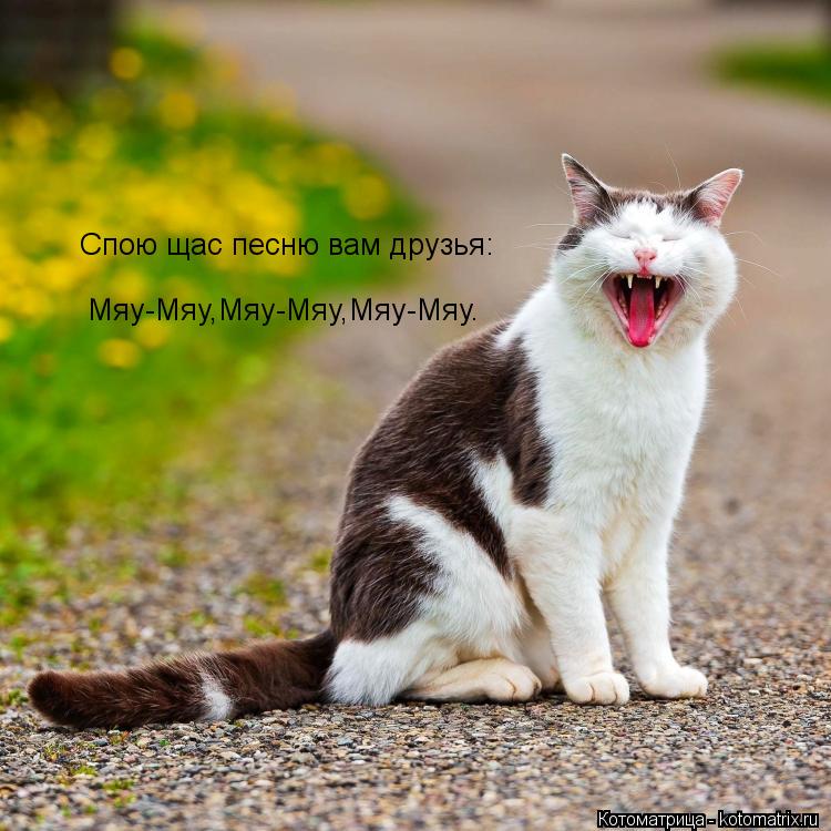 Спою щас песню вам друзья: Мяу-Мяу,Мяу-Мяу,Мяу-Мяу.... Котоматрица: Спою щас песню вам друзья: Мяу-Мяу,Мяу-Мяу,Мяу-Мяу.