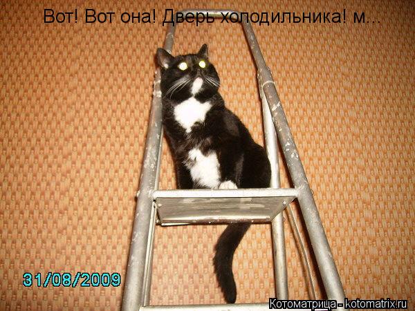 Вот! Вот она! Дверь холодильника! м...... Котоматрица: Вот! Вот она! Дверь холодильника! м...
