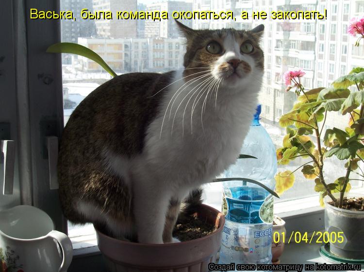 Котоматрица: Васька, была команда окопаться, а не закопать!