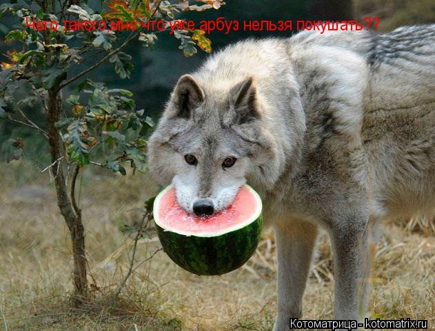 Чего такого,мне что уже арбуз нельзя покушать??... Котоматрица: Чего такого,мне что уже арбуз нельзя покушать??