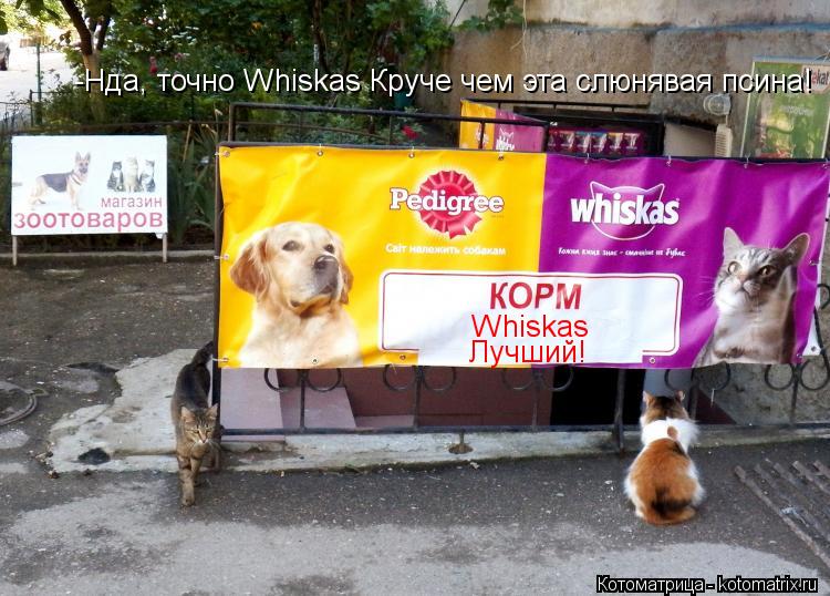 Whiskas Лучший! -Нда, точно Whiskas Круче чем эта слюнявая псина!... Котоматрица: Whiskas Лучший! -Нда, точно Whiskas Круче чем эта слюнявая псина!