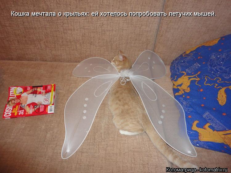 Кошка мечтала о крыльях: ей хотелось попробовать летучих мышей.... Котоматрица: Кошка мечтала о крыльях: ей хотелось попробовать летучих мышей.