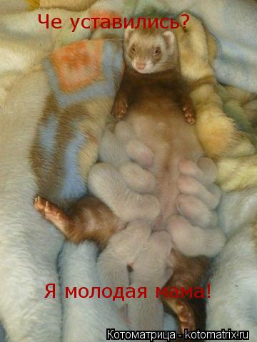 Че уставились? Я молодая мама!... Котоматрица: Че уставились? Я молодая мама!