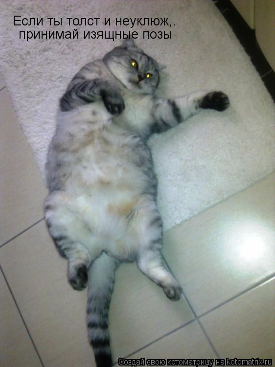 Котоматрица: Если ты толст и неуклюж,.  принимай изящные позы