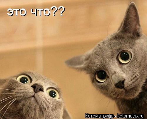 это что??... Котоматрица: это что??