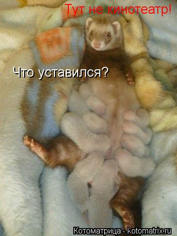 Что уставился? Тут не кинотеатр!... Котоматрица: Что уставился? Тут не кинотеатр!