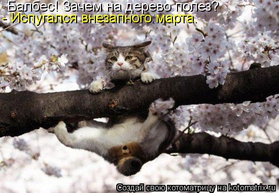 Балбес! Зачем на дерево полез? - Испугался внезапного марта.... Котоматрица: Балбес! Зачем на дерево полез? - Испугался внезапного марта.