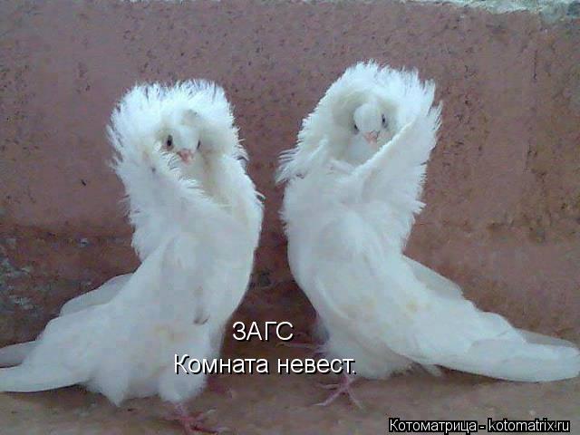 ЗАГС Комната невест.... Котоматрица: ЗАГС Комната невест.