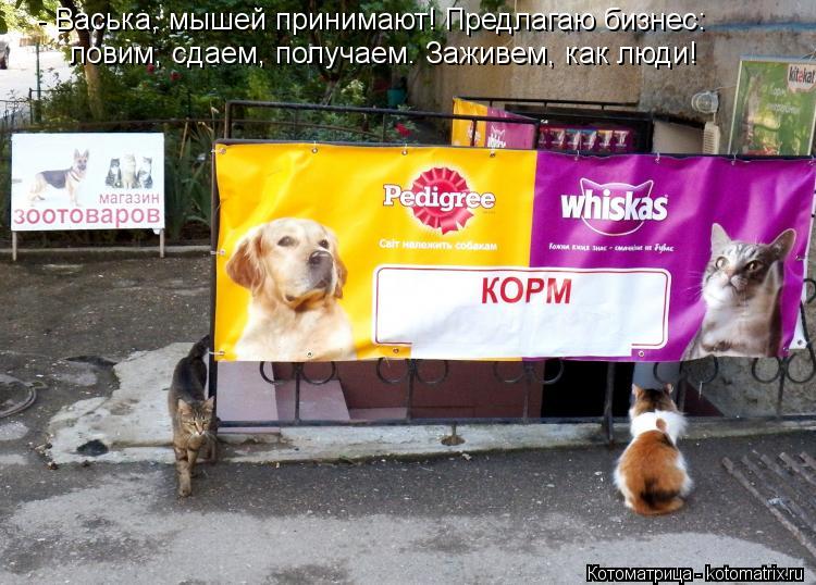 - Васька, мышей принимают! Предлагаю бизнес: ловим, сдаем, получаем. Заживем, как люди!... Котоматрица: - Васька, мышей принимают! Предлагаю бизнес: ловим, сдаем, получаем. Заживем, как люди!