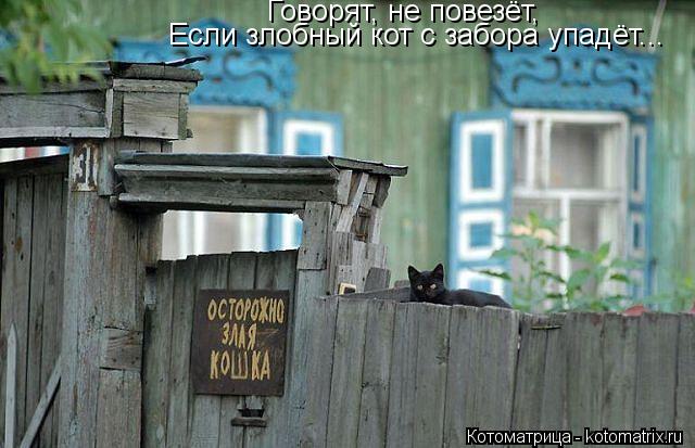 Говорят, не повезёт, Если злобный кот с забора упадёт...... Котоматрица: Говорят, не повезёт, Если злобный кот с забора упадёт...