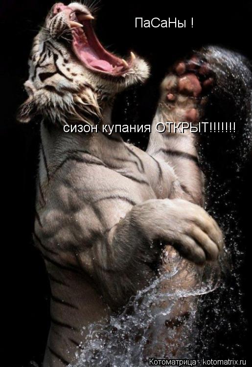 ПаСаНы ! сизон купания ОТКРЫТ!!!!!!!... Котоматрица: ПаСаНы ! сизон купания ОТКРЫТ!!!!!!!