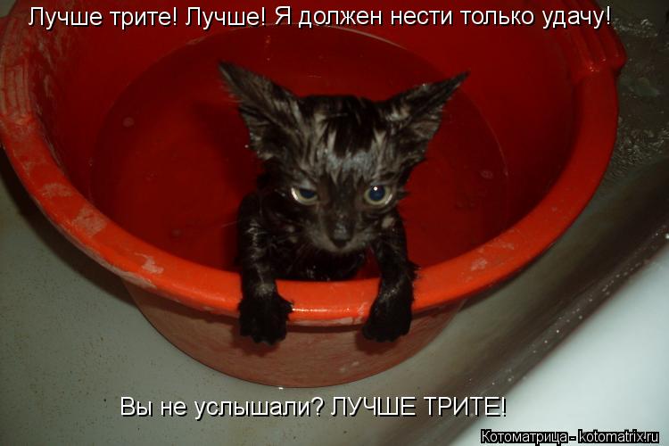 Лучше трите! Лучше! Я должен нести только удачу! Лучше трите! Лучше! Вы не услышали? ЛУЧШЕ ТРИТЕ!... Котоматрица: Лучше трите! Лучше! Я должен нести только удачу! Лучше трите! Лучше! Вы не услышали? ЛУЧШЕ ТРИТЕ!