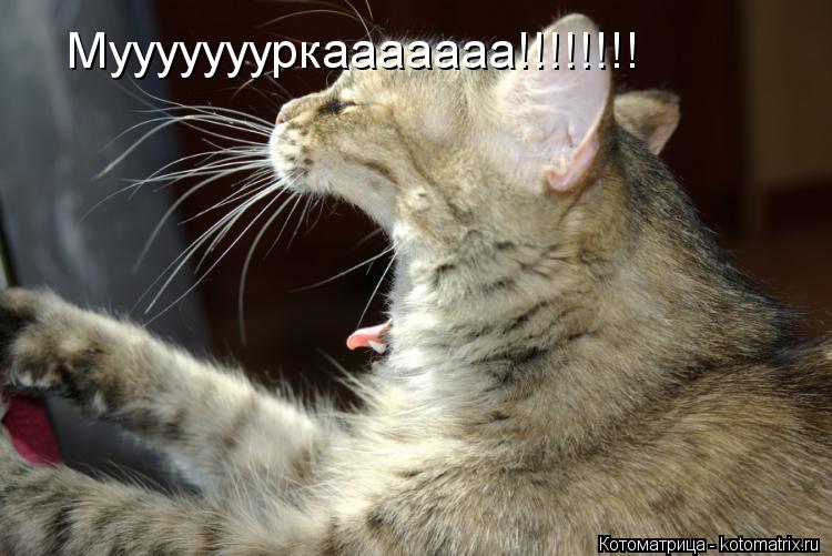 Муууууууркааааааа!!!!!!!!... Котоматрица: Муууууууркааааааа!!!!!!!!