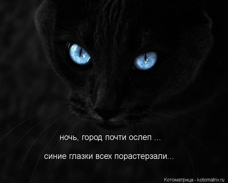 ночь, город почти ослеп ... синие глазки всех порастерзали...... Котоматрица: ночь, город почти ослеп ... синие глазки всех порастерзали...