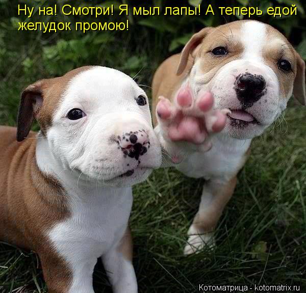 Ну на! Смотри! Я мыл лапы! А теперь едой Ну на! Смотри! Я мыл лапы! А теперь едой желудок промою!... Котоматрица: Ну на! Смотри! Я мыл лапы! А теперь едой Ну на! Смотри! Я мыл лапы! А теперь едой желудок промою!