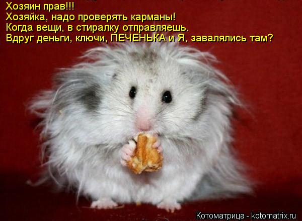 Хозяин прав!!! Хозяйка, надо проверять карманы! Когда вещи, в стиралку отправляешь. Вдруг деньги, кл... Котоматрица: Хозяин прав!!! Хозяйка, надо проверять карманы! Когда вещи, в стиралку отправляешь. Вдруг деньги, ключи, ПЕЧЕНЬКА и Я, завалялись там?