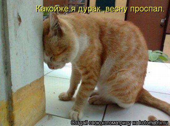Какойже я дурак ,весну проспал.... Котоматрица: Какойже я дурак ,весну проспал.