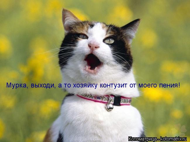 Мурка, выходи, а то хозяйку контузит от моего пения!... Котоматрица: Мурка, выходи, а то хозяйку контузит от моего пения!