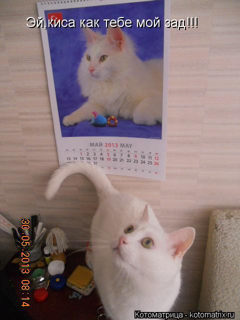 Эй,киса как тебе мой зад!!!... Котоматрица: Эй,киса как тебе мой зад!!!