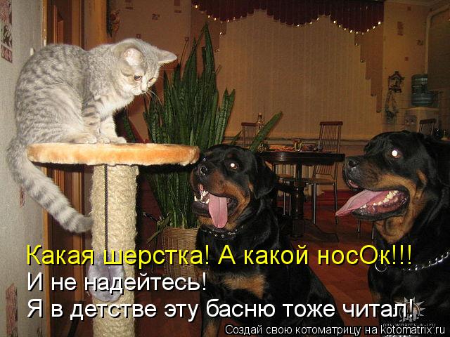 Какая шерстка! А какой носОк!!! И не надейтесь! Я в детстве эту басню тоже читал!... Котоматрица: Какая шерстка! А какой носОк!!! И не надейтесь! Я в детстве эту басню тоже читал!