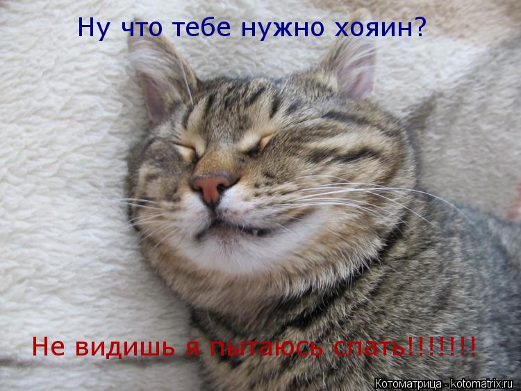 Ну что тебе нужно хояин? Не видишь я пытаюсь спать!!!!!!!... Котоматрица: Ну что тебе нужно хояин? Не видишь я пытаюсь спать!!!!!!!