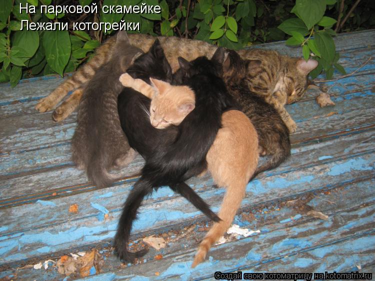 На парковой скамейке Лежали котогрейки... Котоматрица: На парковой скамейке Лежали котогрейки