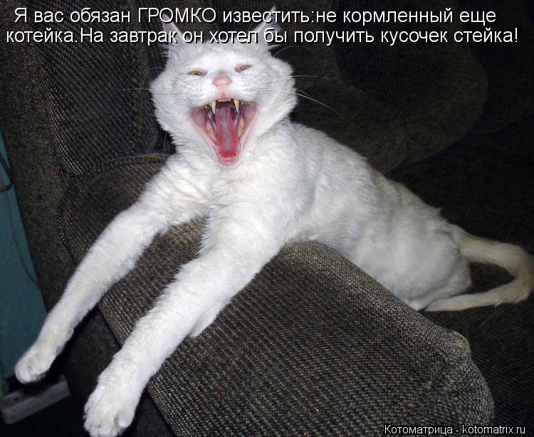 Я вас обязан ГРОМКО известить:не кормленный еще котейка.На завтрак он хотел бы получить кусочек стейк... Котоматрица: Я вас обязан ГРОМКО известить:не кормленный еще котейка.На завтрак он хотел бы получить кусочек стейка!