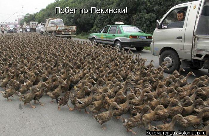Побег по-Пекински!... Котоматрица: Побег по-Пекински!