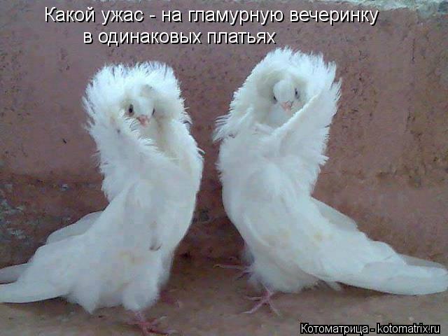 Котоматрица: Какой ужас - на гламурную вечеринку в одинаковых платьях