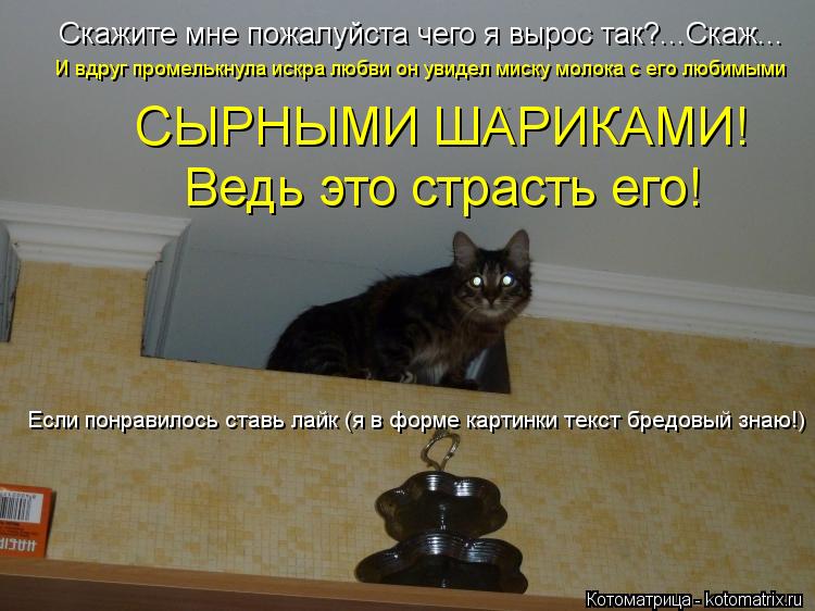 Скажите мне пожалуйста чего я вырос так?...Скаж... И вдруг промелькнула искра любви он увидел миску м... Котоматрица: Скажите мне пожалуйста чего я вырос так?...Скаж... И вдруг промелькнула искра любви он увидел миску молока с его любимыми СЫРНЫМИ ШАРИКАМИ! Ве