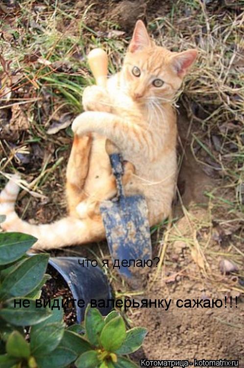 что я делаю? не видите валерьянку сажаю!!!... Котоматрица: что я делаю? не видите валерьянку сажаю!!!