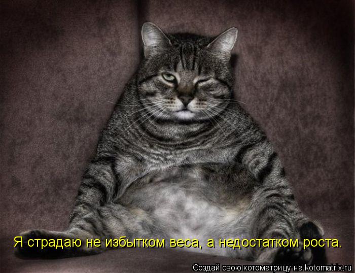 Я страдаю не избытком веса, а недостатком роста.... Котоматрица: Я страдаю не избытком веса, а недостатком роста.