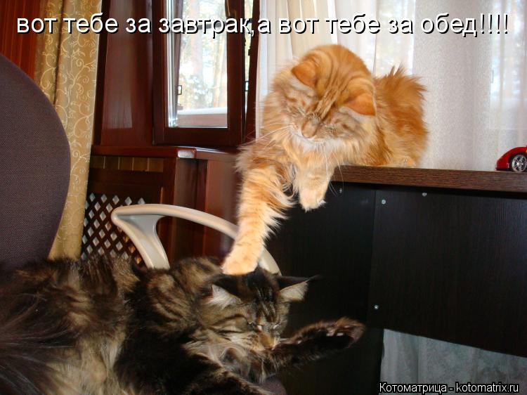 вот тебе за завтрак,а вот тебе за обед!!!!... Котоматрица: вот тебе за завтрак,а вот тебе за обед!!!!