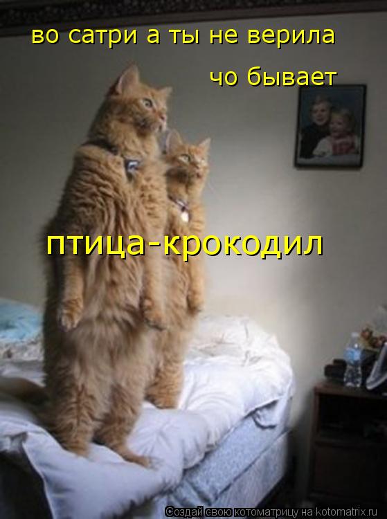 Котоматрица: во сатри а ты не верила  чо бывает  птица-крокодил