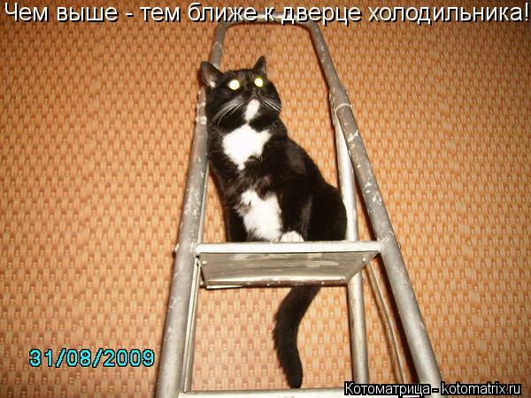 Чем выше - тем ближе к дверце холодильника!... Котоматрица: Чем выше - тем ближе к дверце холодильника!