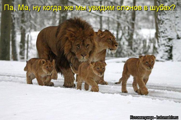 Па, Ма, ну когда же мы увидим слонов в шубах?... Котоматрица: Па, Ма, ну когда же мы увидим слонов в шубах?