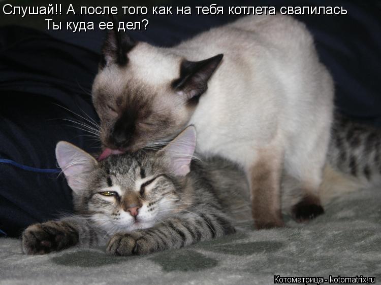 Слушай!! А после того как на тебя котлета свалилась Ты куда ее дел?... Котоматрица: Слушай!! А после того как на тебя котлета свалилась Ты куда ее дел?