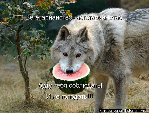 Вегетарианство- вегетарианство... буду тебя соблюдать! И не голодать!!!... Котоматрица: Вегетарианство- вегетарианство... буду тебя соблюдать! И не голодать!!!