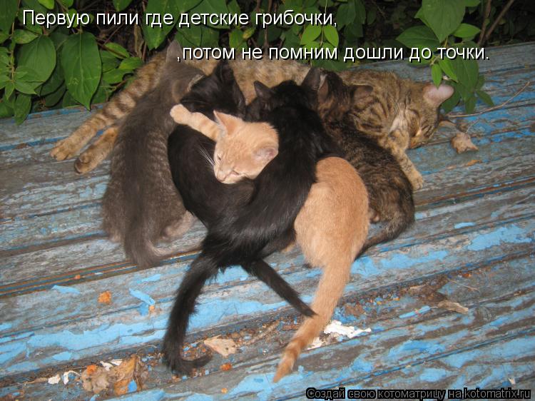 Первую пили где детские грибочки, ,потом не помним дошли до точки.... Котоматрица: Первую пили где детские грибочки, ,потом не помним дошли до точки.