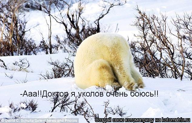 -Ааа!!Доктор я уколов очень боюсь!!... Котоматрица: -Ааа!!Доктор я уколов очень боюсь!!