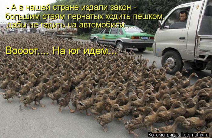 - А в нашей стране издали закон - большим стаям пернатых ходить пешком, дабы не гадить на автомобили.... Котоматрица: - А в нашей стране издали закон - большим стаям пернатых ходить пешком, дабы не гадить на автомобили.... Воооот.... На юг идем...