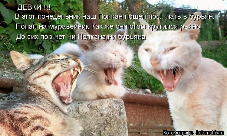 В этот понедельник наш Полкан пошел пос...пать в бурьян. Попал на муравейник.Как же он потом крутился... Котоматрица: В этот понедельник наш Полкан пошел пос...пать в бурьян. Попал на муравейник.Как же он потом крутился рьяно. До сих пор нет ни Полкана,ни бурь