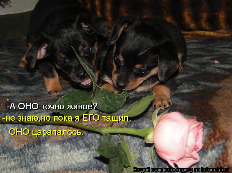 -А ОНО точно живое? -не знаю,но пока я ЕГО тащил, ОНО царапалось.... Котоматрица: -А ОНО точно живое? -не знаю,но пока я ЕГО тащил, ОНО царапалось.