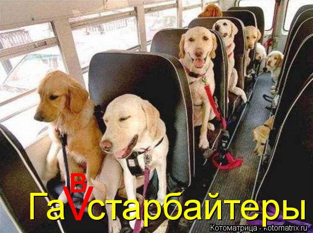 Га старбайтеры V в... Котоматрица: Га старбайтеры V в