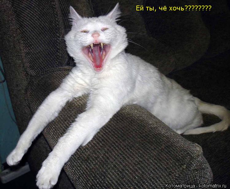 Ей ты, чё хочь????????... Котоматрица: Ей ты, чё хочь????????